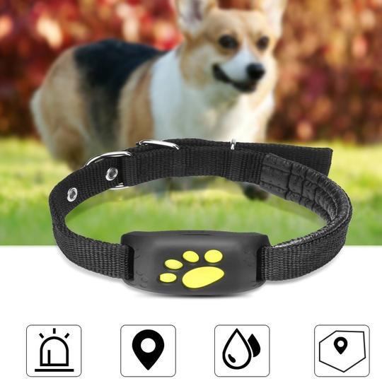 Which GPS Pet Tracker is Best for Your Dog?